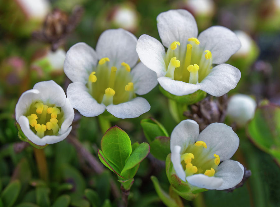 Flower Photograph - Alpine Diapensia by White Mountain Images