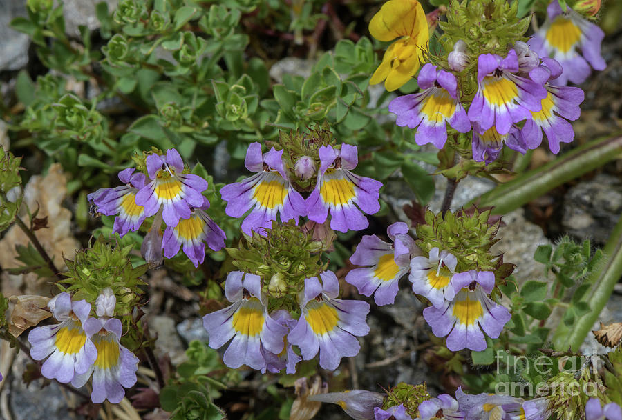 Alpine Eyebright (euphrasia Alpina) In Flower Photograph by Bob Gibbons/science Photo Library
