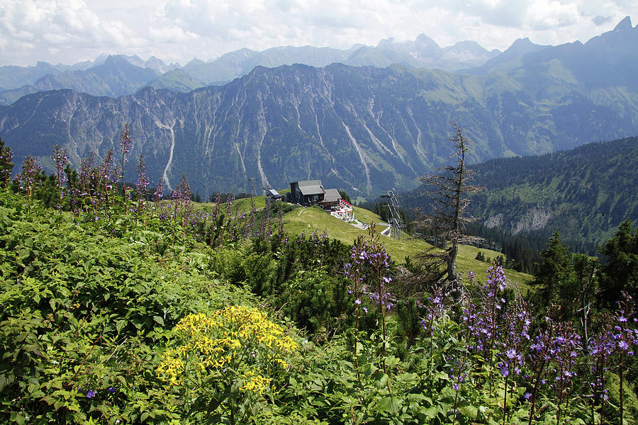 Alpine Flowers At Fellhorn, Allgäu Photograph by Hans-peter Merten Alpine Flowers At Fellhorn, Allgäu Photograph by Hans-peter Merten