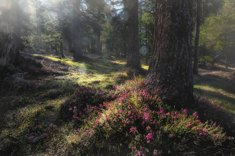 Alpine Forest Photograph by Susanne Landolt