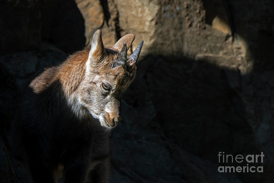 Alpine Ibex Kid  Photograph by Arterra Picture Library