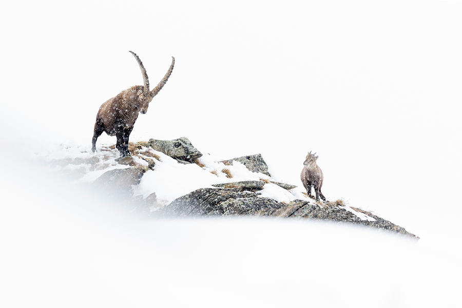 Alpine Ibex Male, With Kid On Mountain Ridge In Heavy Photograph by David Pattyn / Naturepl.com Alpine Ibex Male, With Kid On Mountain Ridge In Heavy Photograph by David Pattyn / Naturepl.com