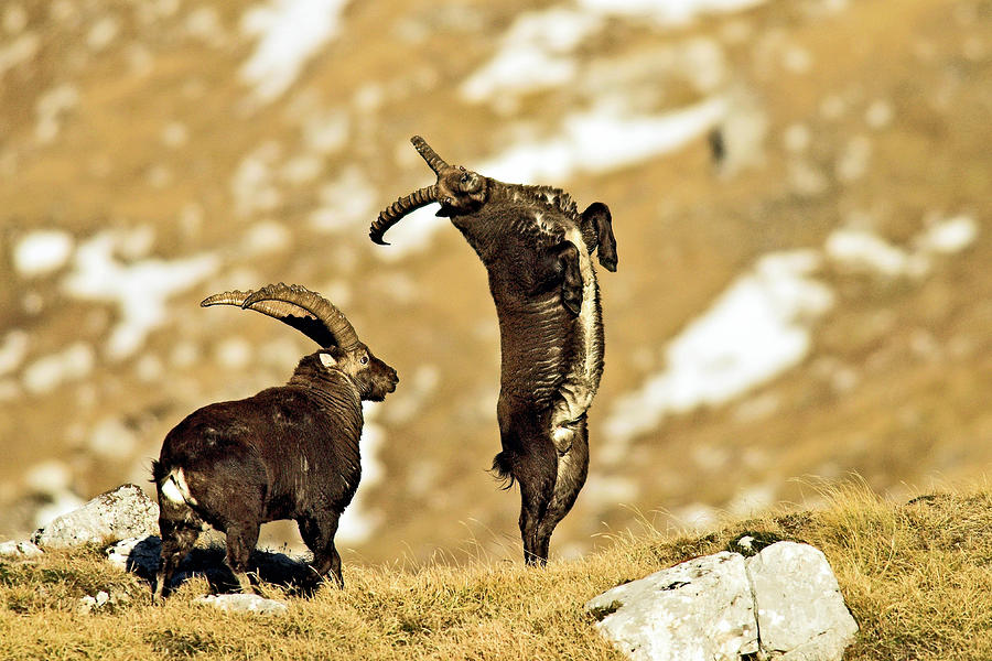 Alpine Ibexes, Italy Digital Art by Luciano Gaudenzio