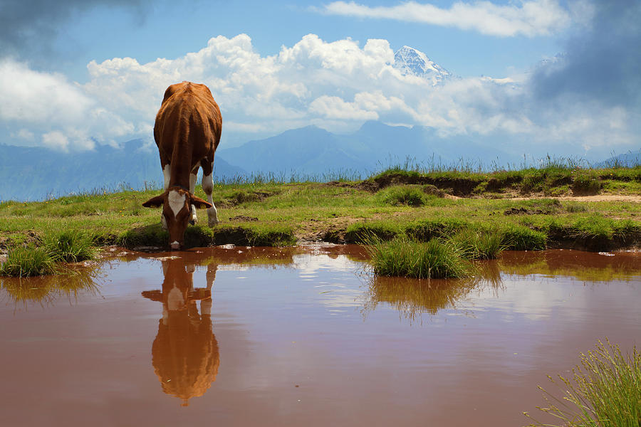 Alpine Lake With Drinking Cow Photograph by Lucynakoch