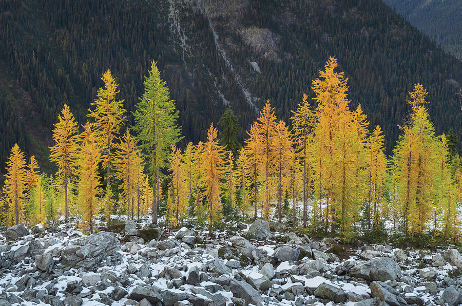Abstract Photograph - Alpine Larches North Cascades by Alan Majchrowicz