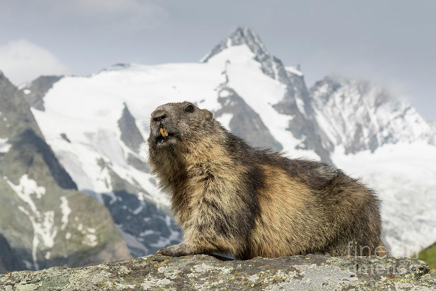 Alpine Marmot Photograph by Arterra Picture Library