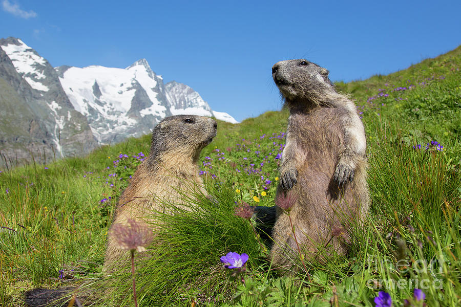 Alpine Marmot Pair Photograph by Arterra Picture Library