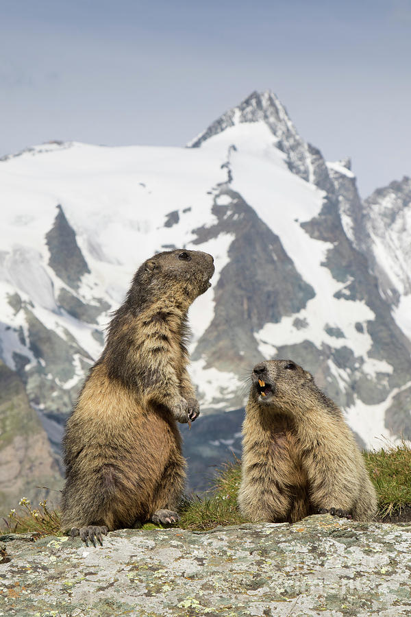 Alpine Marmots Photograph by Arterra Picture Library - Fine Art America