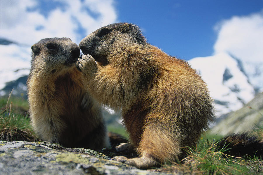 Alpine Marmots (marmota Marmota) Digital Art by Cornelia Dorr - Fine ...
