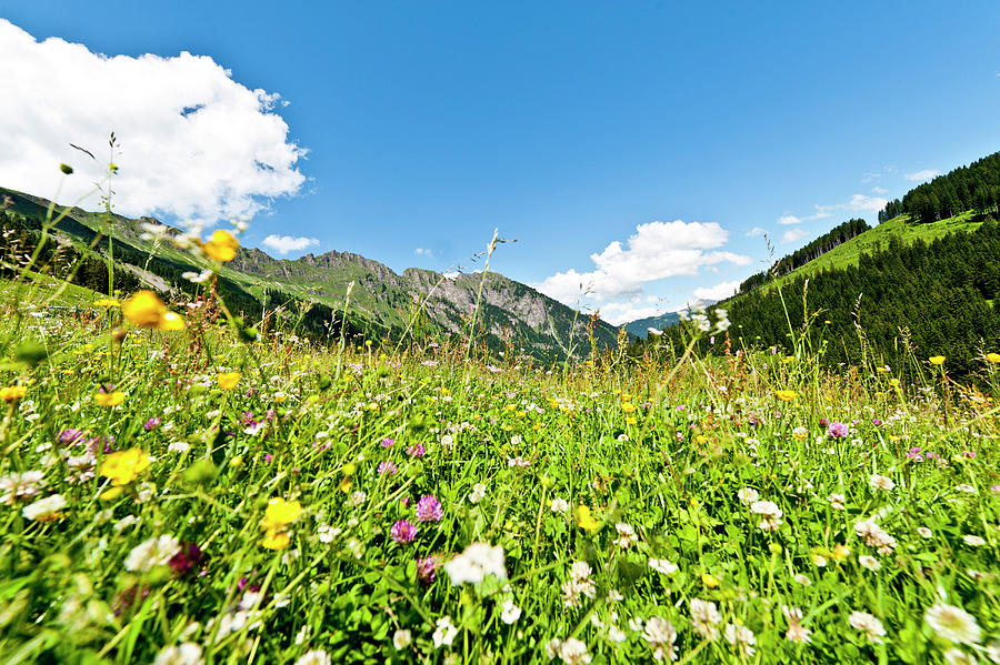 Alpine Meadow And Mountains Near Gstaad, Bernese Oberland, Swiss ...