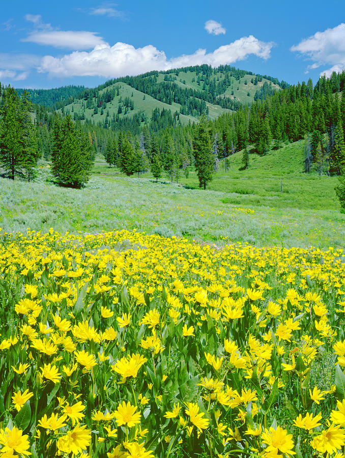 Alpine Meadow In Wyoming Photograph by Ron thomas