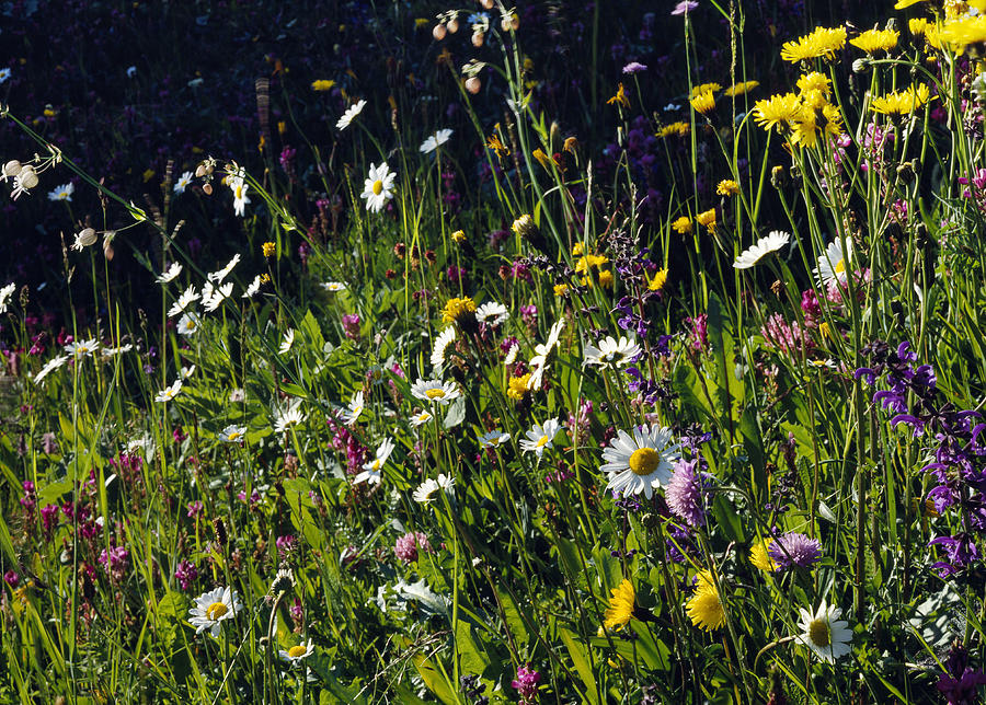 Alpine Meadow Digital Art by Johanna Huber - Fine Art America