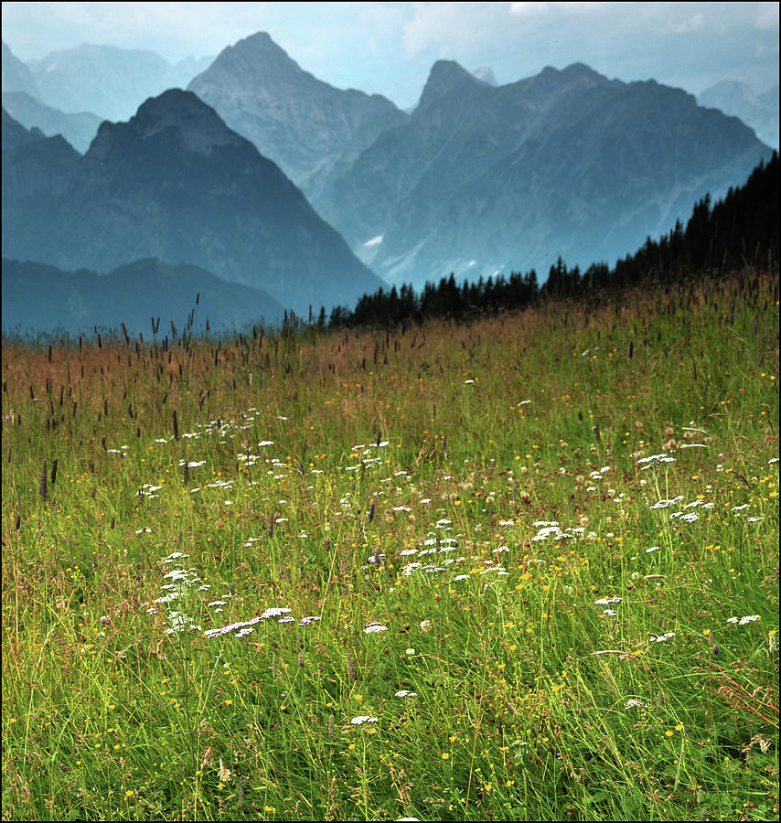 Alpine Meadow Photograph by Terry Roberts Photography