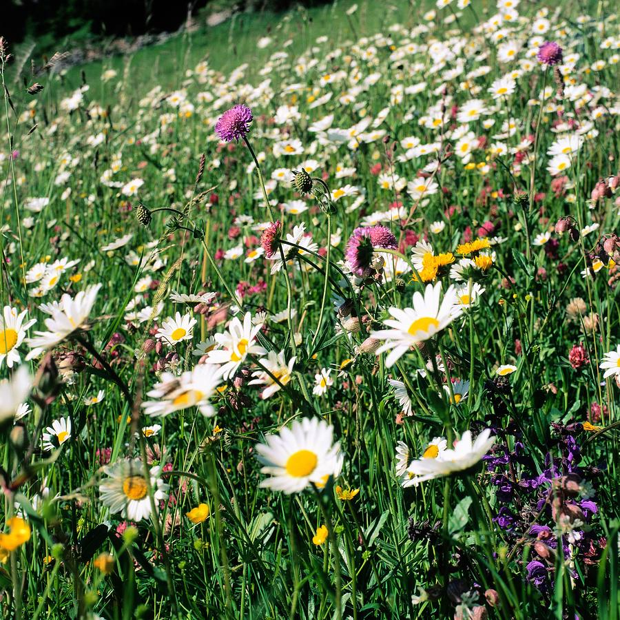 Daisy Digital Art - Alpine Meadow With Daisy by Johanna Huber