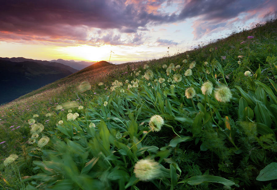 Alpine Meadows With Ramson Photograph by Wingmar