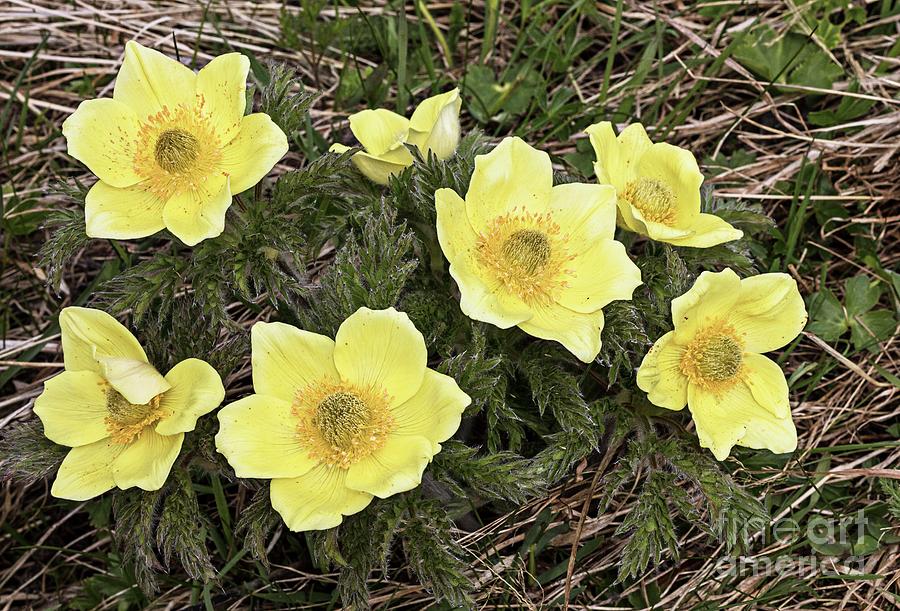 Nature Photograph - Alpine Pasqueflower (pulsatilla Alpina Ssp Apiifolia) by Bob Gibbons/science Photo Library