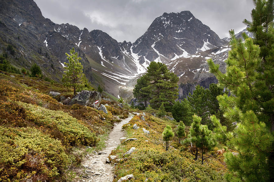 Alpine Pine Forest Path, Austrian Alps Photograph by Alex Hyde ...