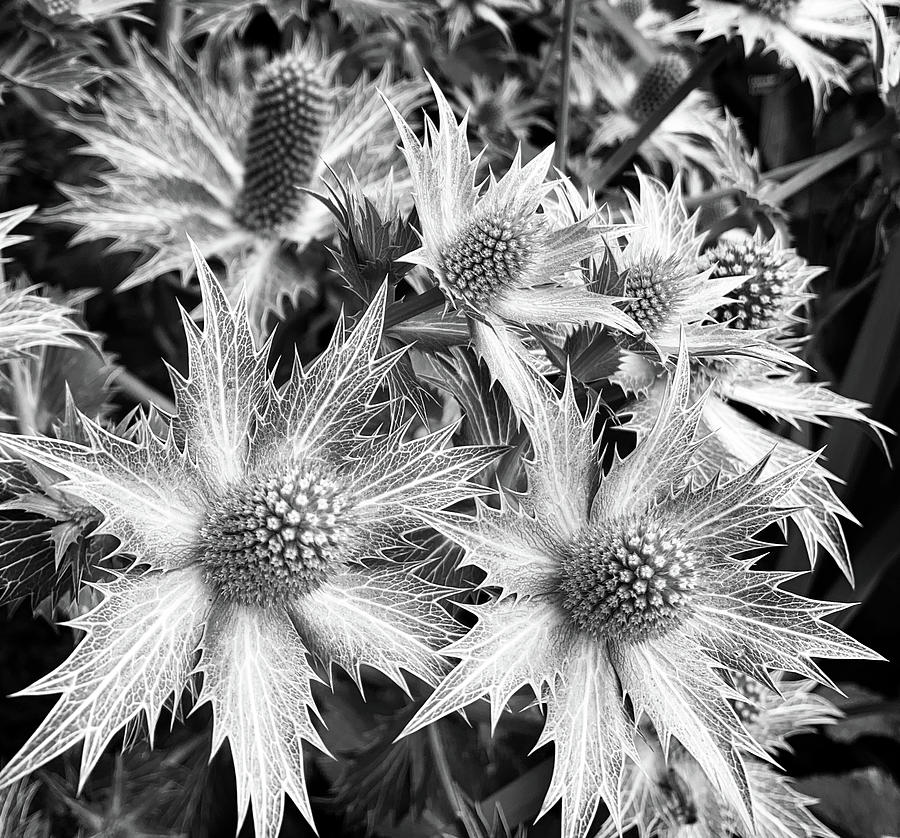 Alpine Sea Holly Flowers Photograph by Marilyn Hunt