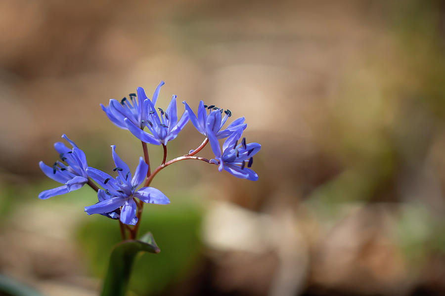 Alpine squill - Scilla bifolia Photograph by Jivko Nakev - Fine Art America