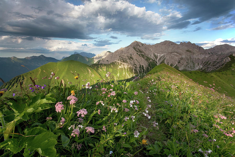Alpine Summer Meadows Photograph by Wingmar