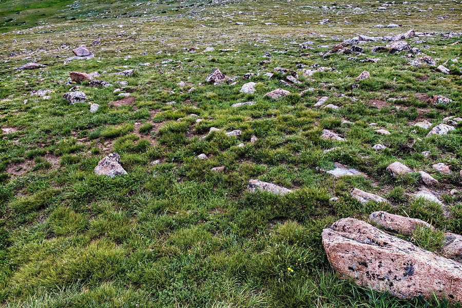 Alpine Tundra by Jon Burch Photography Alpine Tundra by Jon Burch Photography