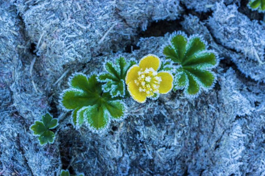Alpine Wildflower Digital Art by Manfred Bortoli
