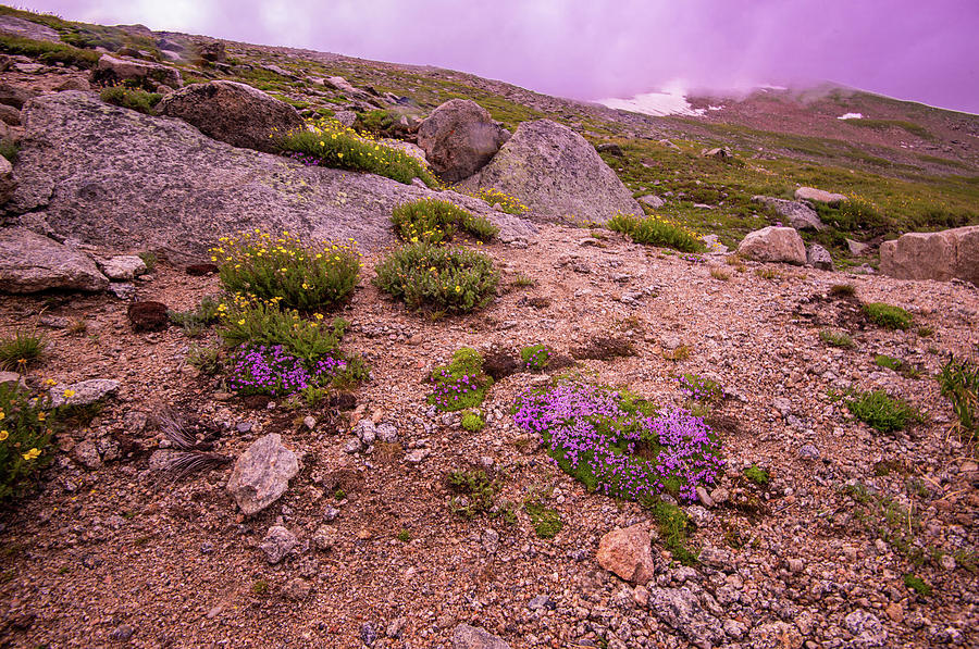 Alpine Wildflowers II Photograph by Steven Ainsworth
