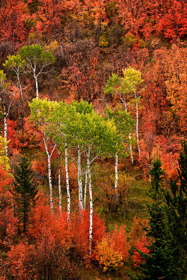 Alpine, Wyoming Fall Photograph by Ed Broberg