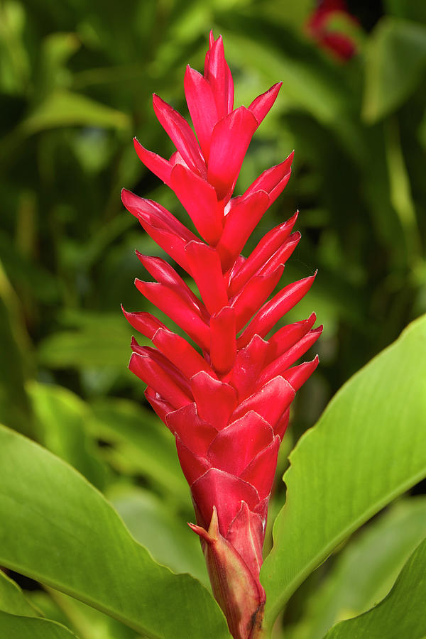 Alpinia Purpurata,alpinia,bloom,cook Photograph by David Wall - Fine ...