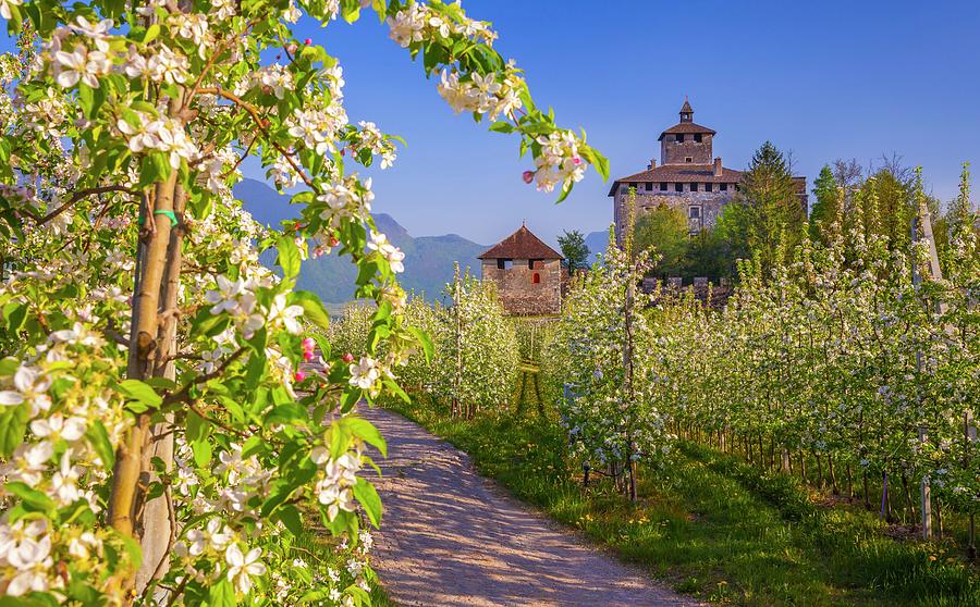 Alps, Castel Nanno, Apple Trees, Italy Digital Art by Olimpio Fantuz