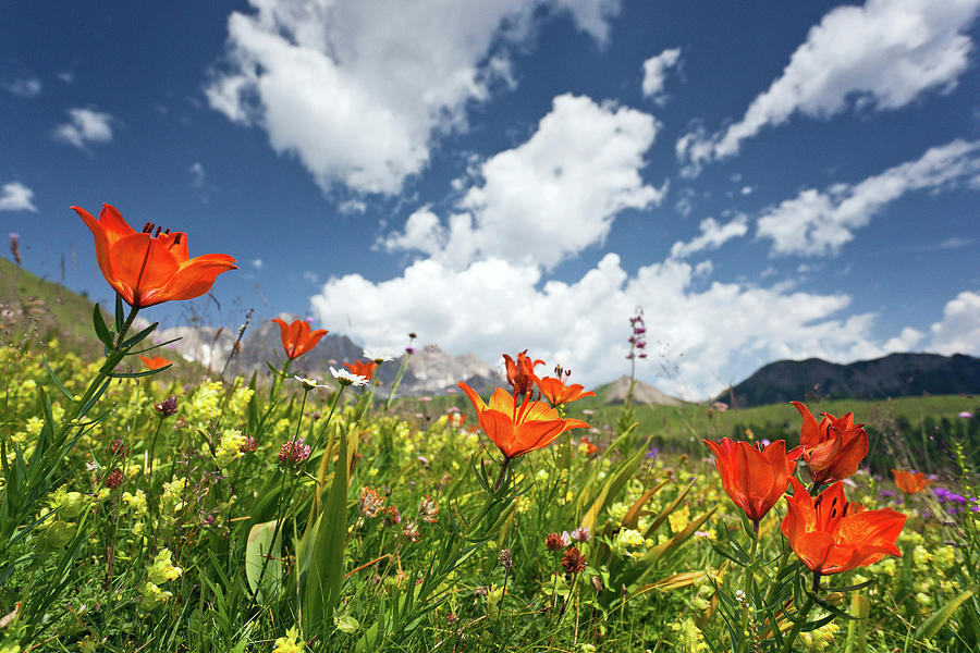 Alps, San Giovanni Lilies, Italy Digital Art by Luciano Gaudenzio