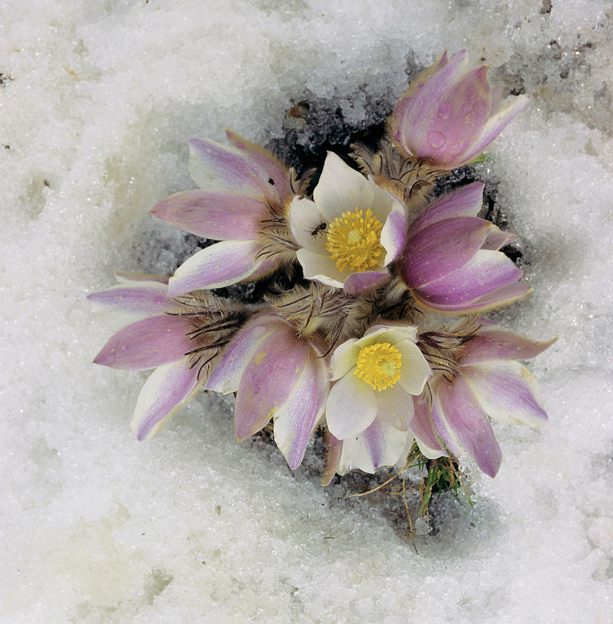 Nature Digital Art - Alps, Spring Pasque Flower by Johanna Huber