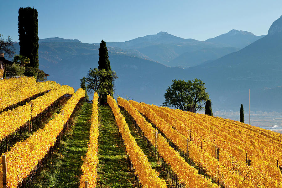 Alps, Wine Road, Vineyards, Italy Digital Art by Olimpio Fantuz