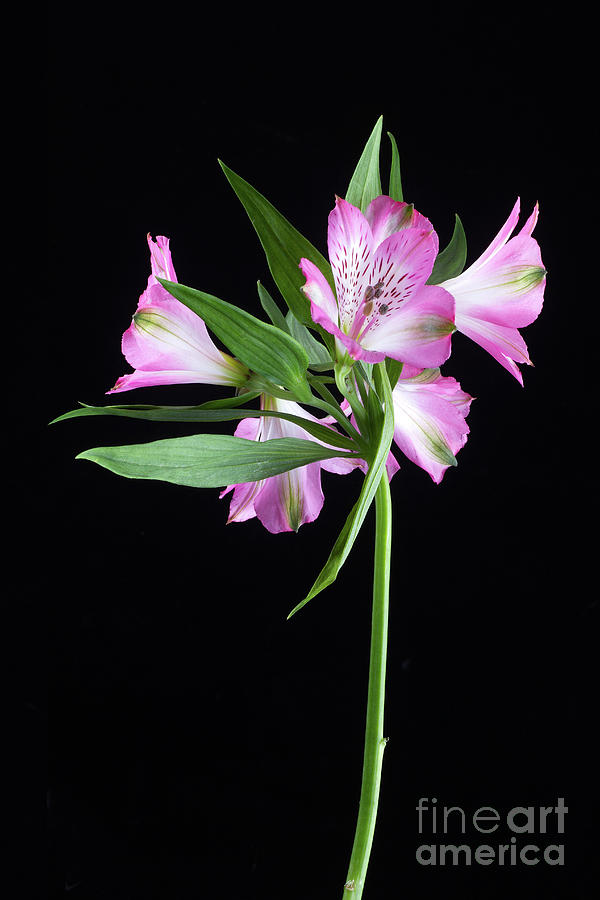 Alstroemeria Light Pink Photograph