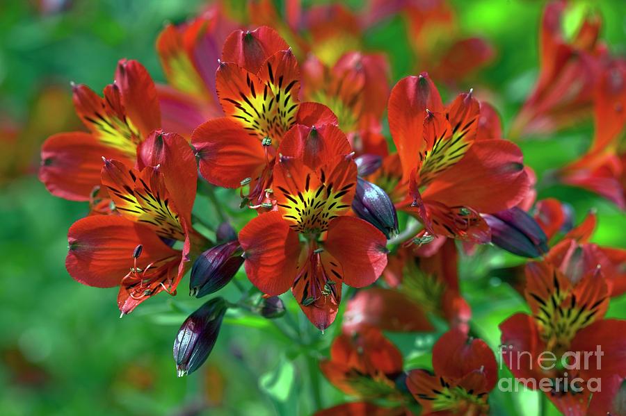 Summer Photograph - Alstroemeria red Beauty by Dr Keith Wheeler/science Photo Library