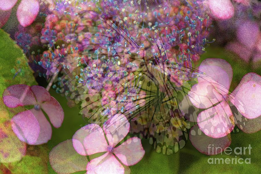 Altered state of consciousness with Butterfly by Fine art photographer JULIE Altered state of consciousness with Butterfly by Fine art photographer JULIE