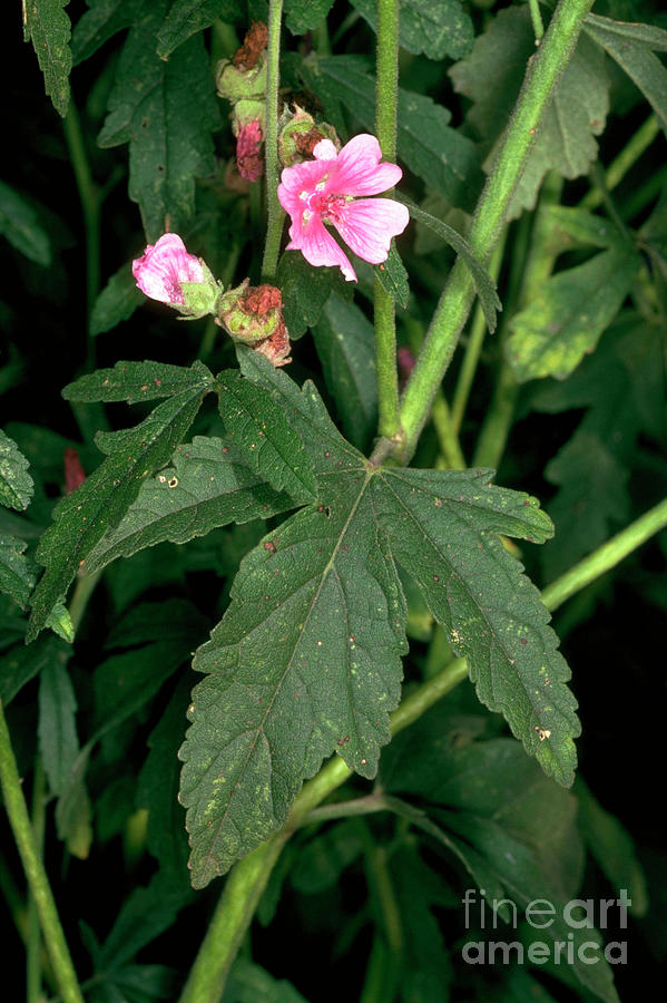Flower Photograph - Althaea Cannabina. by Bob Gibbons/science Photo Library