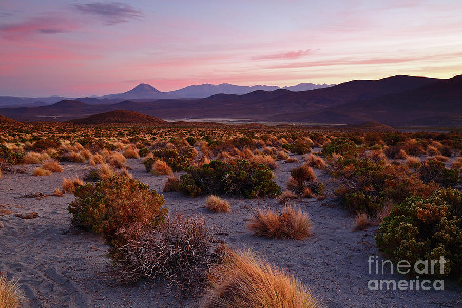 Altiplano Grasslands at Sunset Isluga National Park Chile Photograph by James Brunker