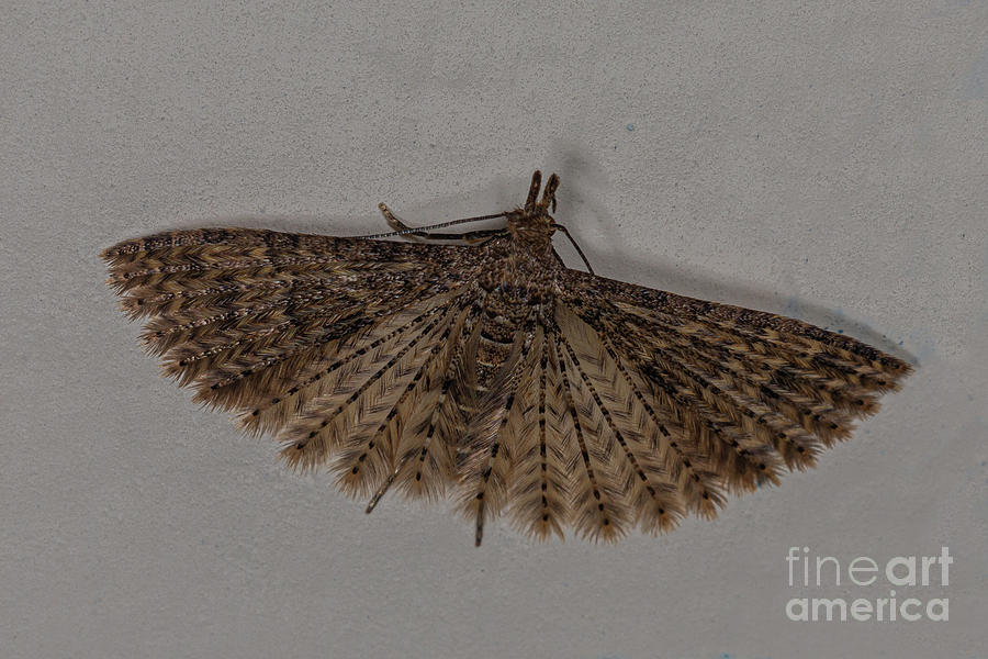 Alucita Moth by Brian Roscorla Alucita Moth by Brian Roscorla