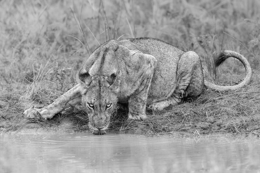 Always Alert Photograph by Alessandro Catta - Fine Art America