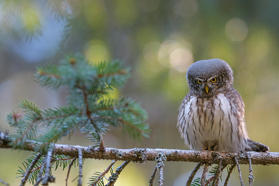 Always Angry Photograph by Alessandro Rossini - Fine Art America