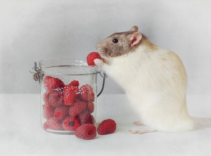 Raspberry Photograph - Always Eat Healthy :) by Ellen Van Deelen