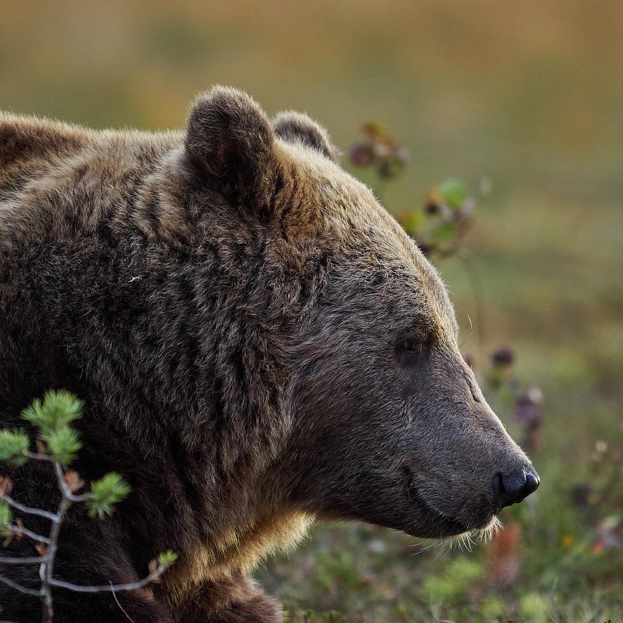 Always Remember To Smile. Brown Bear Photograph