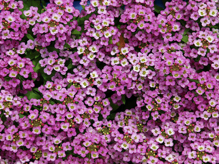 Alyssum  Blossoms Photograph by Antimartina
