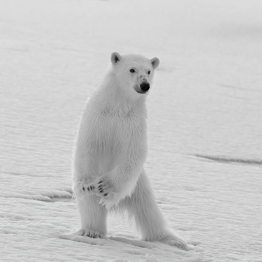 am-i-beautiful-photograph-by-phillip-chang-fine-art-america