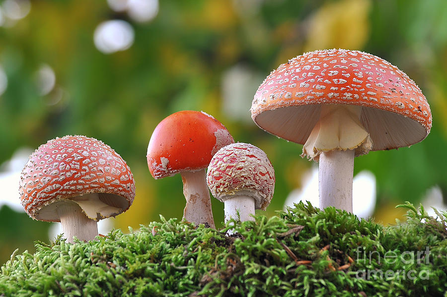 Magic Photograph - Amanita Muscaria Family by Ivan Marjanovic Magic Photograph - Amanita Muscaria Family by Ivan Marjanovic