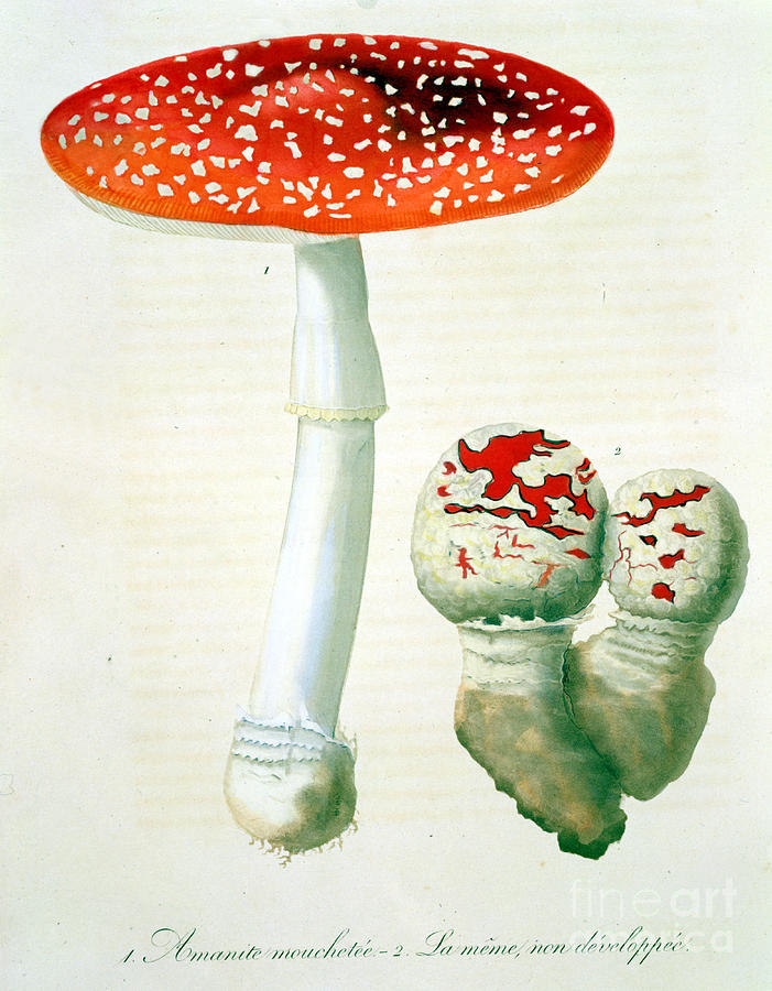 Amanita Muscaria From Phytographie Medicale By Joseph Roques Painting by Lfj Hoquart