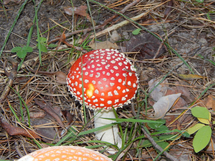 Mushroom Photograph - Amanita mushrooms grown in the autumn forest by Oleg Prokopenko