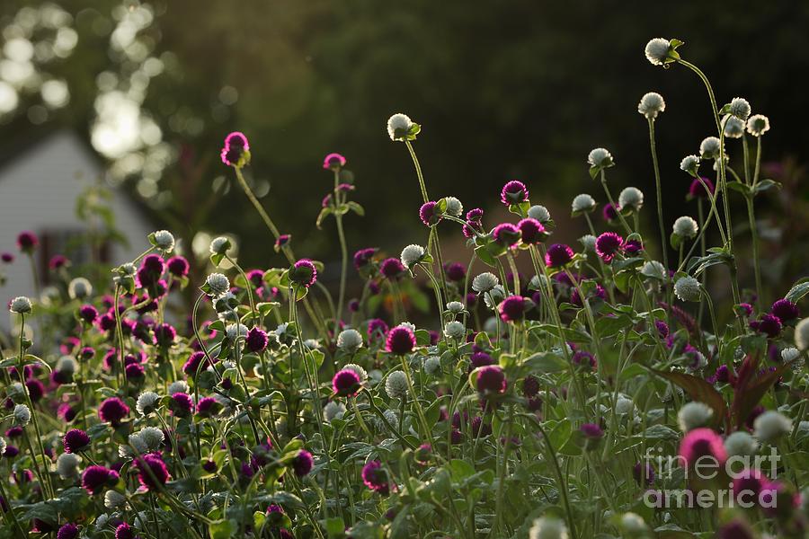 Amaranth Garden Photograph by Lara Morrison
