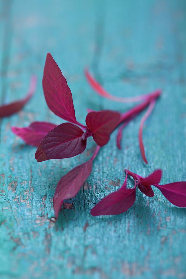 Amaranth Leaves On A Blue Surface Photograph by Eising Studio - Food Photo & Video
